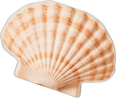 shell